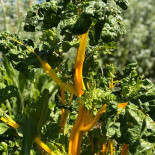 Gandhi Restaurang Umeå Dryck