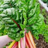 Poppels Beer Food Dryck