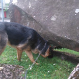 Brasseriet Plantis Utomhus