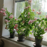 Månses Design Utomhus