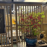 Restaurang Ester Utomhus