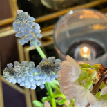 Restaurang Ester Dryck