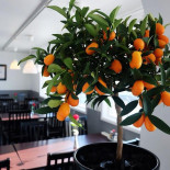 Asian Garden Grästorp Dryck