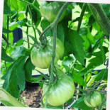 Château Forêt Dryck