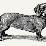 Lokalen Snackbar Logotyp