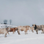 Texas Longhorn Dryck