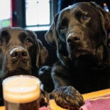 Restaurang Chaplin Dryck