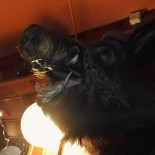 Restaurang Chaplin Dryck