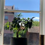 Ågården Restaurang Utomhus