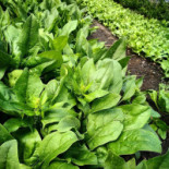 Restaurang Que Dryck