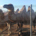 Brasserie Tack O Bock Dryck