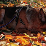 Restaurang Lyckan Dryck