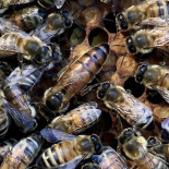 Freadals Trädgårdcafé Dryck