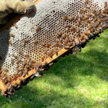 Freadals Trädgårdcafé Utomhus