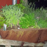 Freadals Trädgårdcafé Utomhus