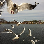 Sônnaápå På Sydsidan Dryck