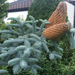 Pizzeria La Serra Utomhus