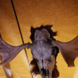 Stejk Street Food Dryck