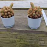 Bjerreds Saltsjöbad Dryck