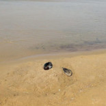 Restaurang Sjövik Dryck