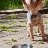 Folketshus Sommarcafé Dryck