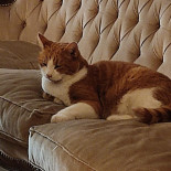 Tuscany Pizzeria Dryck