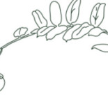 Konditori Lyran Dryck