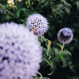 Kerstin Britt Saltsjö-duvnäs Cafe And Dryck