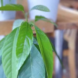 Nizoka Sushi House Dryck