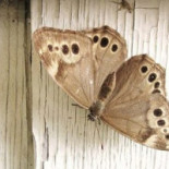 Grisslinge Bistraud Dryck