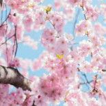 Viksjö Centrum Dryck