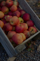 Äppelfabriken Dryck