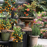 Slottsträdgården Ulriksdal Ab Utomhus