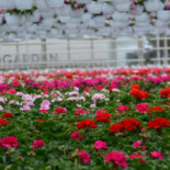 Slottsträdgården Ulriksdal Ab Dryck