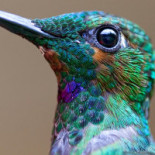 Café Parkvillan Dryck