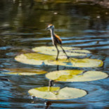 Utters Rökeri Dryck