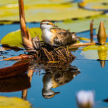 Utters Rökeri Dryck