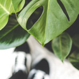 Gaelloefsta Hotell Dryck