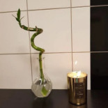 Basilika Kitchen Dryck