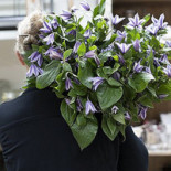 Rosengallerian Dryck