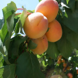 SaltÅ Kvarnbutiken JÄrna Dryck