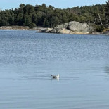 Bistro Gålö Havsbad Utomhus