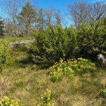 Bistro Gålö Havsbad Utomhus