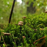 Café Trädgårn Dryck