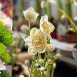 Pizzeria Två Bröder Dryck