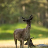 Nåttarö Krog Dryck