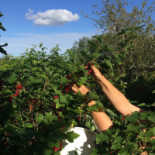 Artisan Glass Utomhus