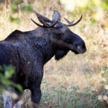 Dalslands Aktiviteter Ab Dryck