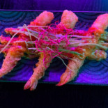 Spice Restaurang Utomhus