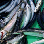 Solsidan Bistro Smoegen Dryck